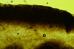 Clitopilus brunnescens