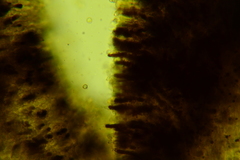 Clitopilus brunnescens