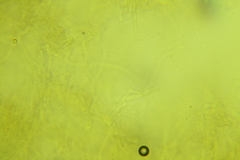 Clitopilus brunnescens
