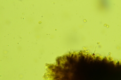 Clitopilus brunnescens