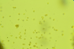 Clitopilus brunnescens