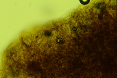 Clitopilus brunnescens