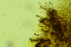 Clitopilus brunnescens