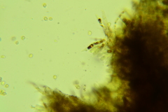 Clitopilus brunnescens