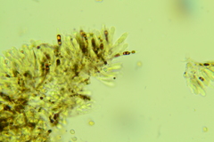 Clitopilus brunnescens