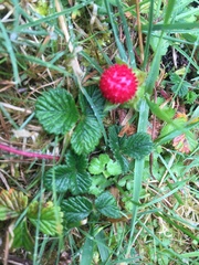 Fragaria hayatae