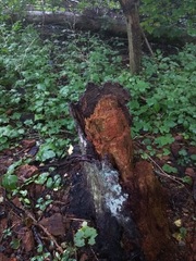 Entomobrya albocincta