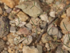 Euphorbia gracillima