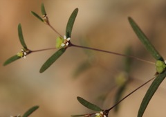 Euphorbia gracillima