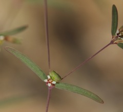Euphorbia gracillima