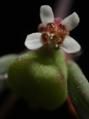 Euphorbia gracillima
