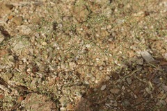 Euphorbia gracillima