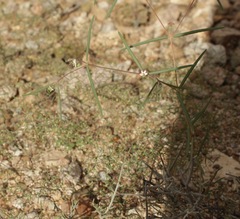 Euphorbia gracillima