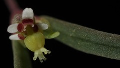 Euphorbia gracillima