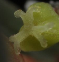 Euphorbia gracillima