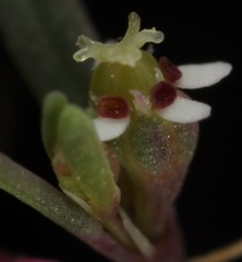 Euphorbia gracillima