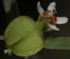 Euphorbia gracillima
