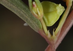 Euphorbia gracillima