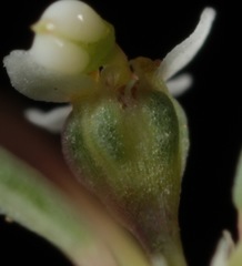 Euphorbia gracillima