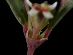 Euphorbia gracillima