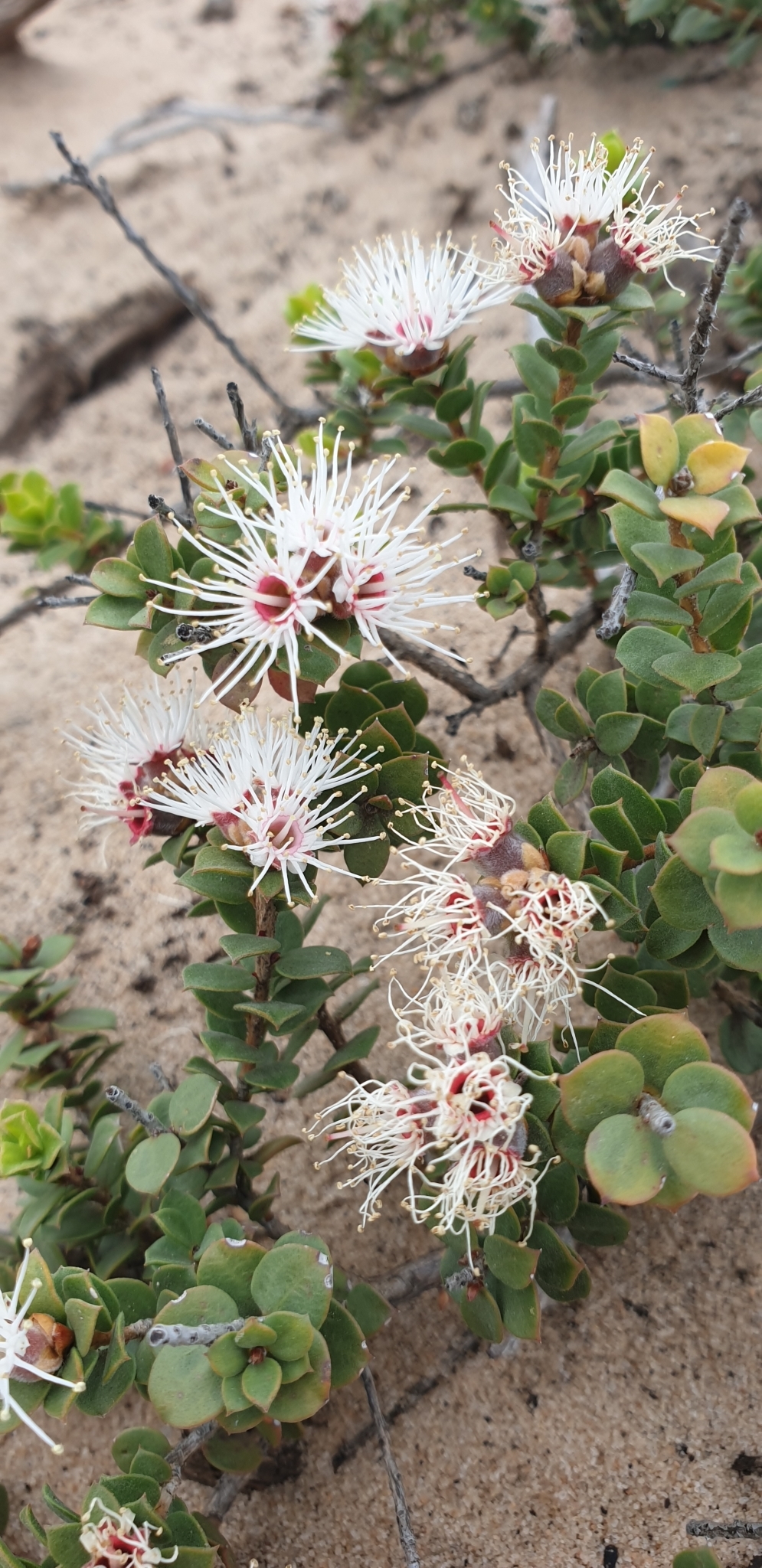 Kunzea Pomifera Muntries ubicaciondepersonas.cdmx.gob.mx
