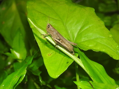 Amblytropidia