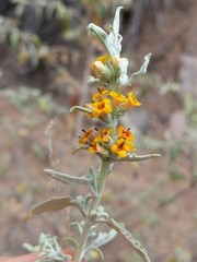 Buddleja mendozensis
