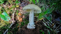 Gemmatae