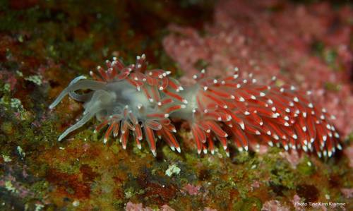 Carronella pellucida
