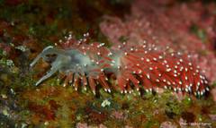 Carronella pellucida