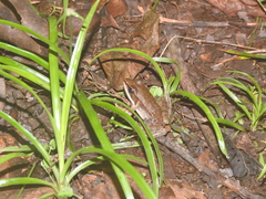 Lithobates maculatus