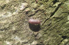 Scleropactidae