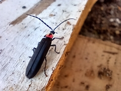 Pyractonema