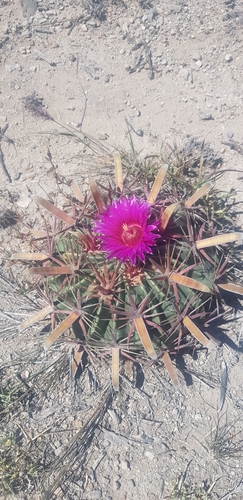 Ferocactus latispinus