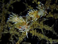 Rubramoena rubescens