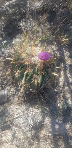 Ferocactus latispinus