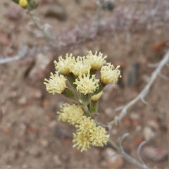 Senecio filaginoides
