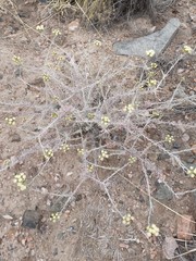 Senecio filaginoides