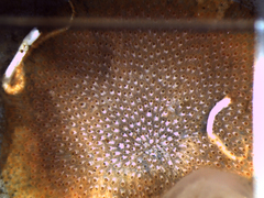 Cryptosula pallasiana