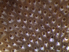 Cryptosula pallasiana