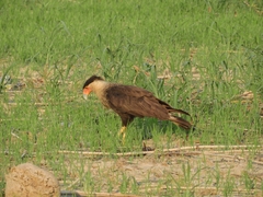 Caracara