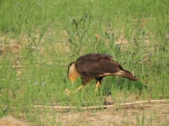 Caracara