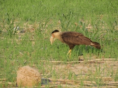 Caracara