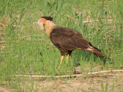 Caracara