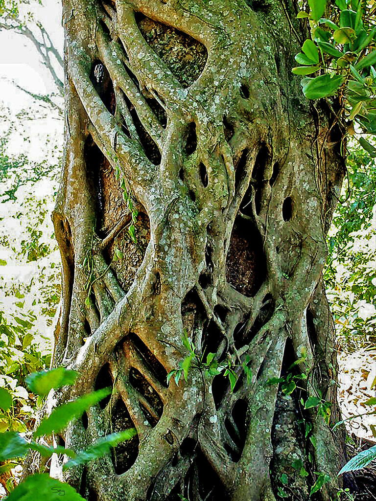 Ficus dendrocida (Ficus dendrocida)