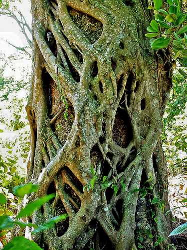 Strangler Fig (Ficus dendrocida)