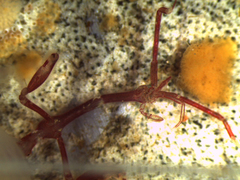 Caprella