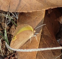 Eurema herla