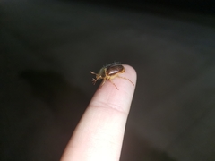 Phytholaema herrmanni