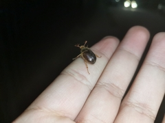 Phytholaema herrmanni